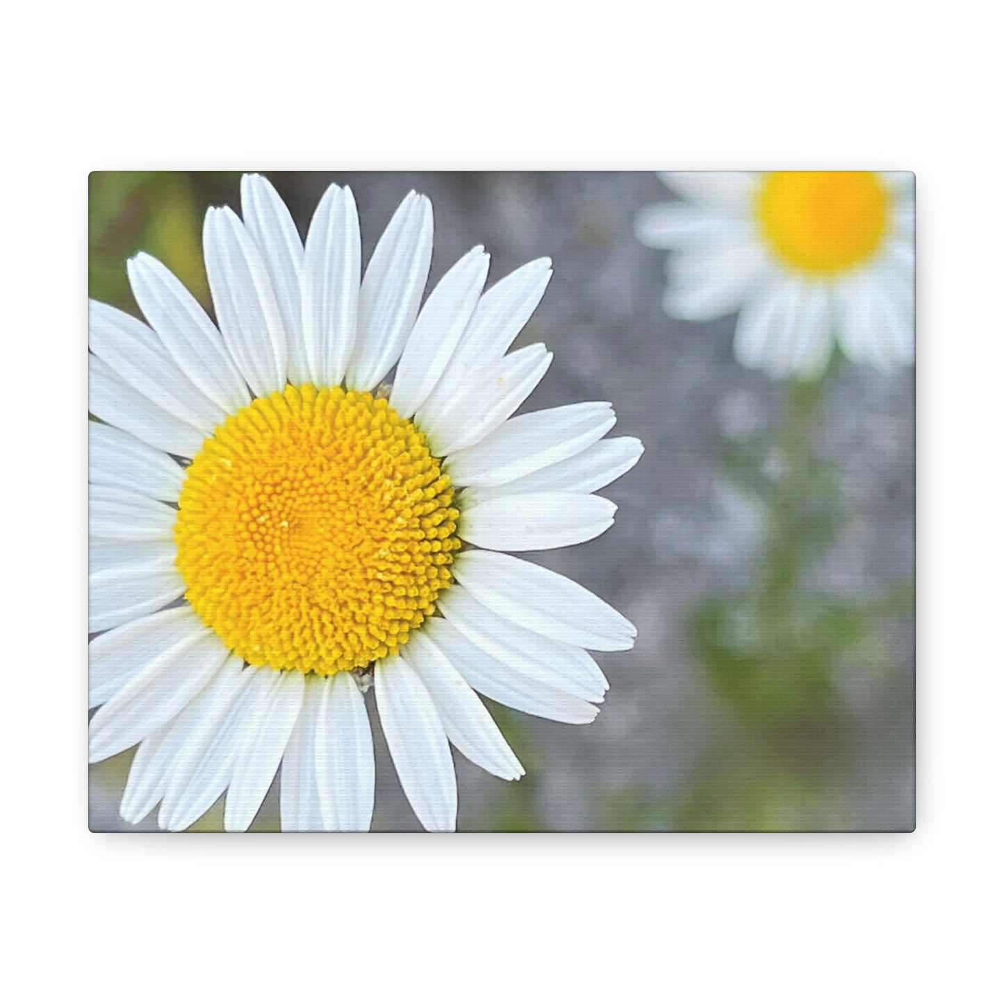 Farmer's Market Art: Daisy