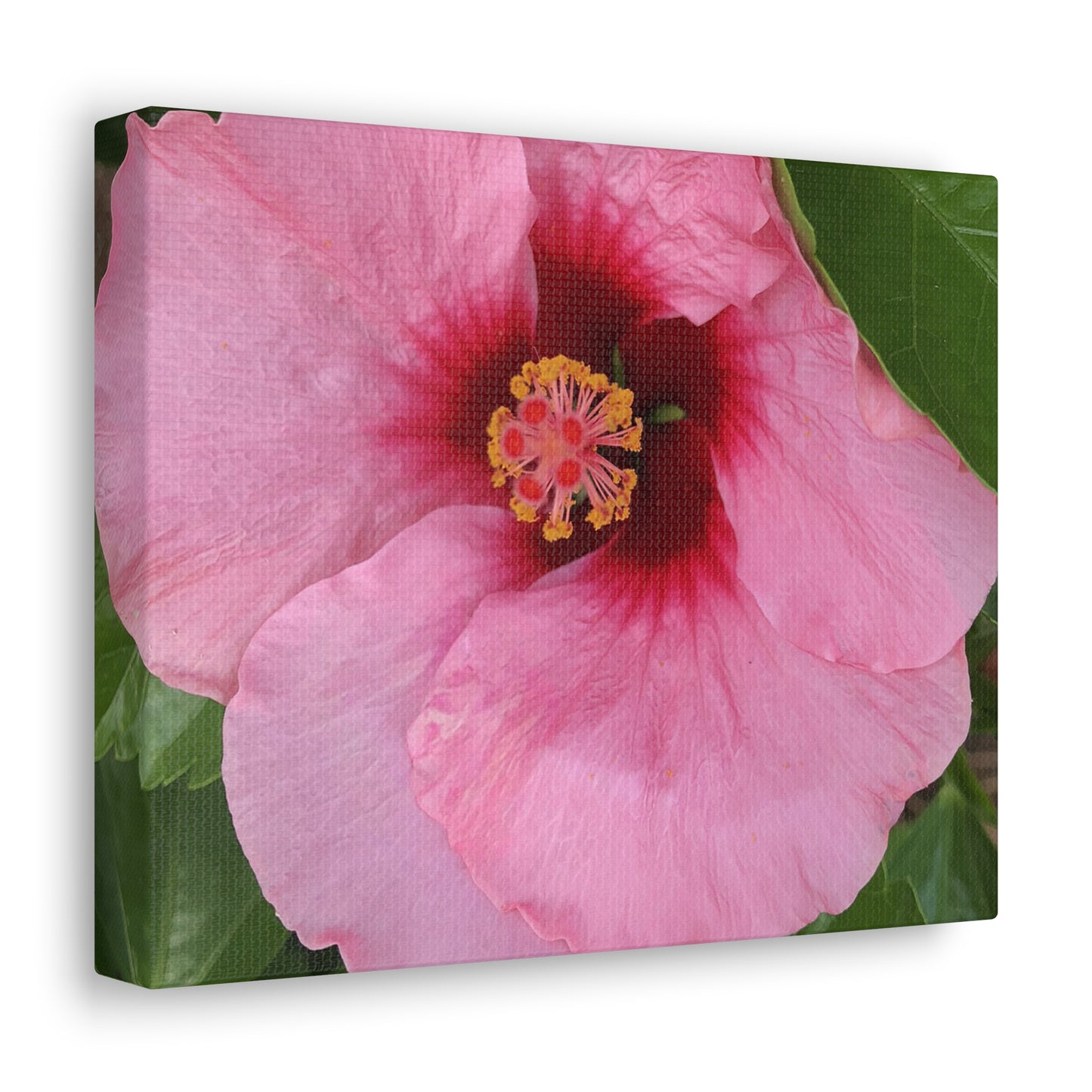 Farmer's Market Art: Pink Hibiscus