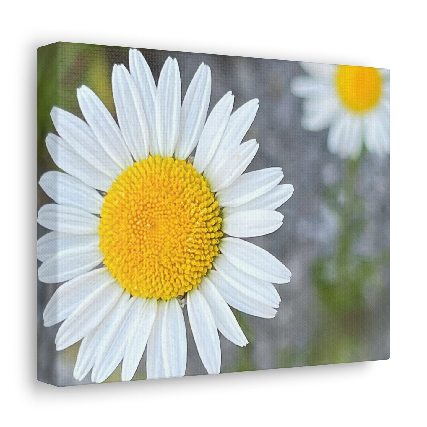 Farmer's Market Art: Daisy