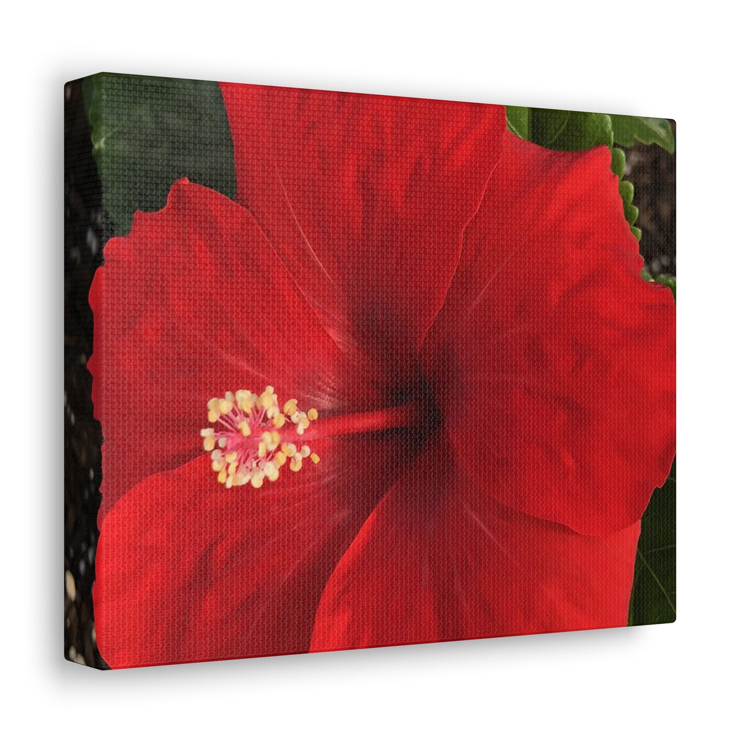 Farmer's Market Art: Red Hibiscus