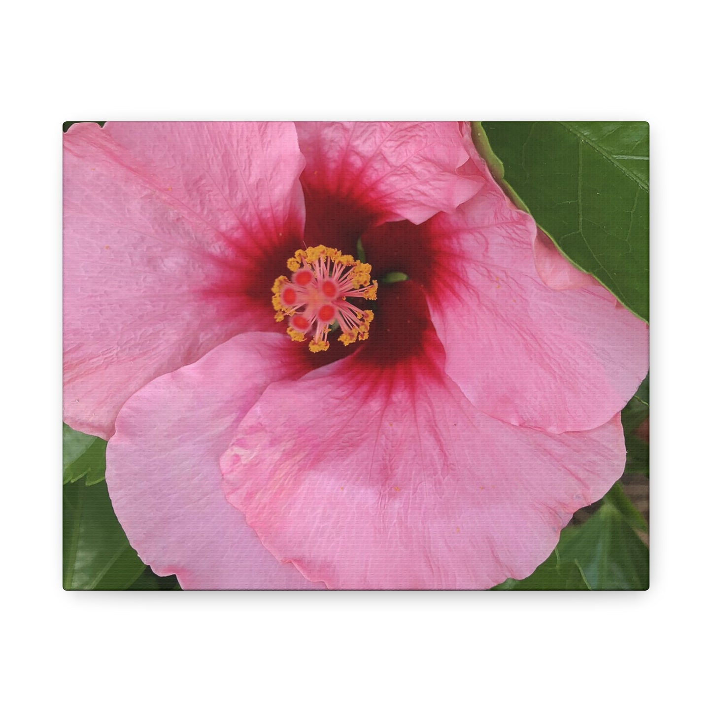 Farmer's Market Art: Pink Hibiscus