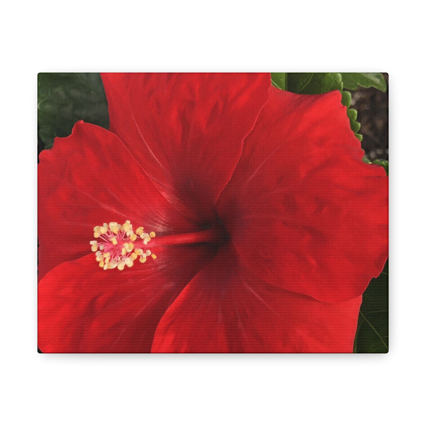 Farmer's Market Art: Red Hibiscus