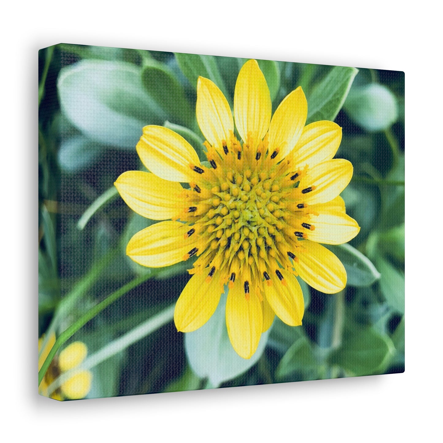 Farmer's Market Art: Bushy Seaside Oxeye