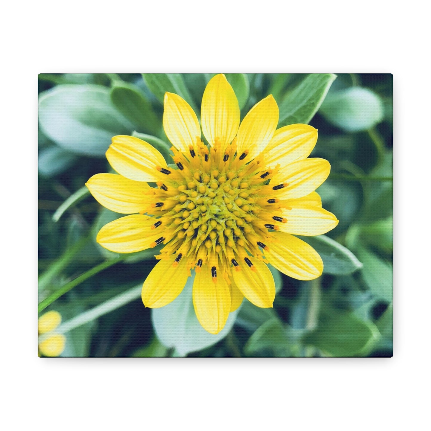 Farmer's Market Art: Bushy Seaside Oxeye